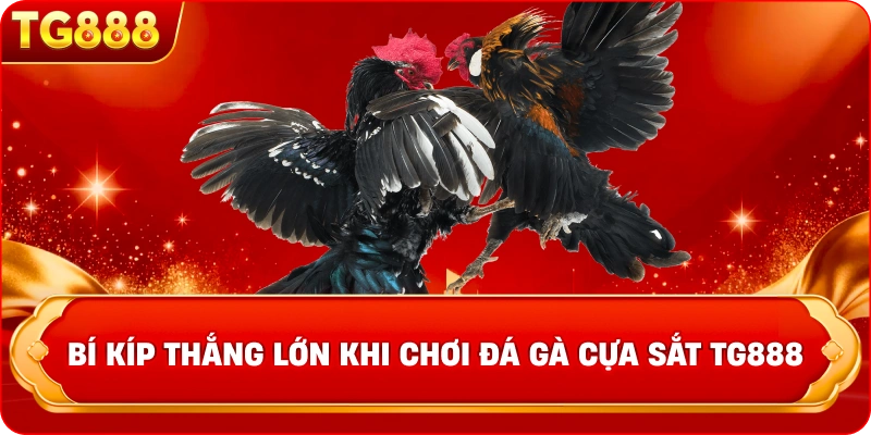 Bí kíp thắng lớn khi chơi đá gà cựa sắt TG888