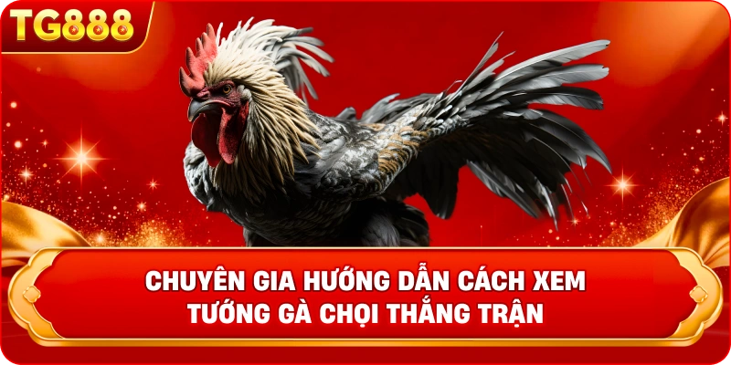 Chuyên gia hướng dẫn cách xem tướng gà chọi thắng trận 