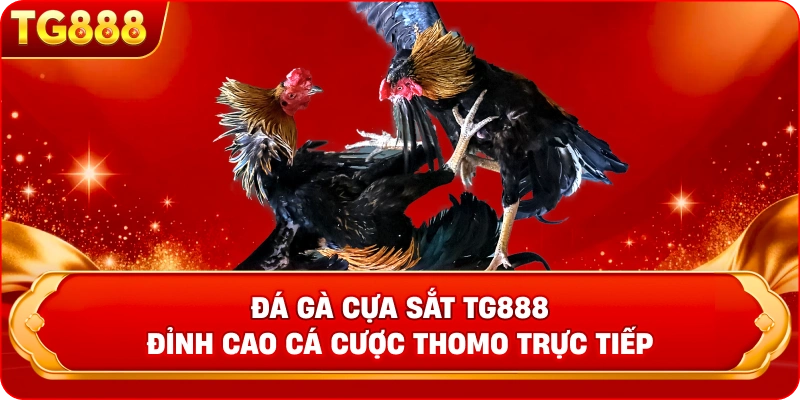 Đá gà cựa sắt – Cá Cược Đỉnh Cao TG888