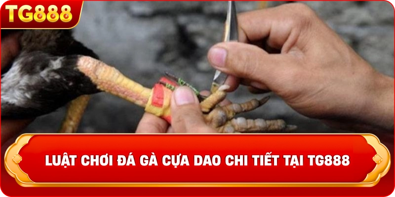 Luật chơi đá gà cựa dao chi tiết tại TG888
