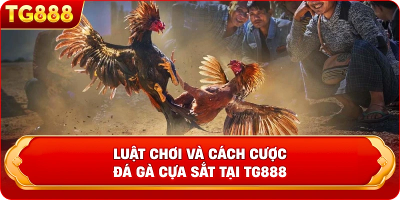 Luật chơi và cách cược đá gà cựa sắt tại TG888