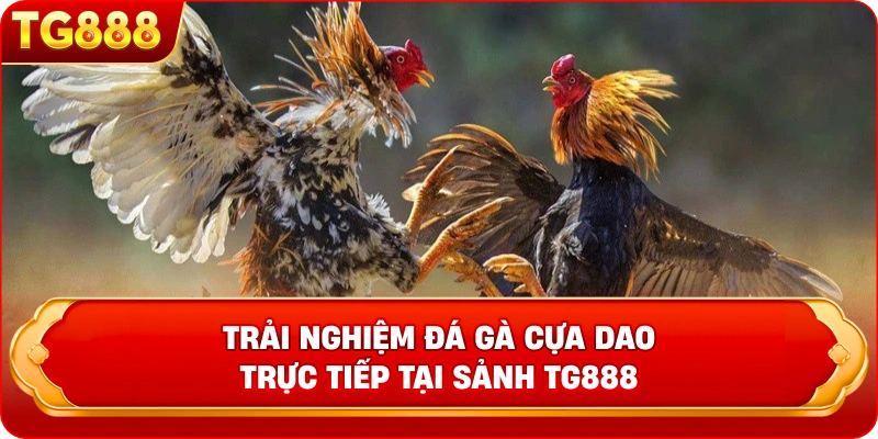 Trải nghiệm đá gà cựa dao trực tiếp tại sảnh TG888