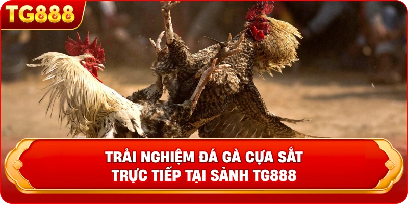 Trải nghiệm đá gà cựa sắt trực tiếp tại sảnh TG888