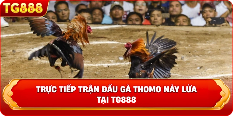Trực tiếp trận đấu gà Thomo nảy lửa tại TG888 